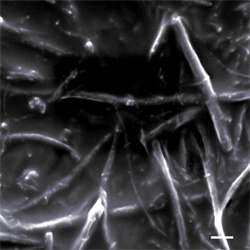 Graphene nanoribbons an ice-melting coat for radar