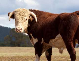 Identification of new cattle virus will help rule out mad cow disease