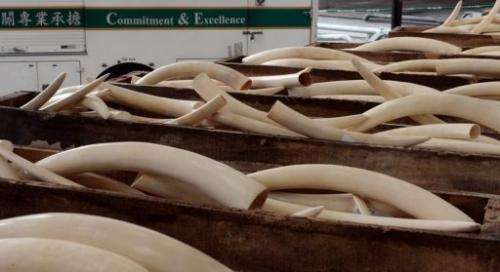 Illustration: Seized ivory tusks are displayed to the press in Hong Kong on August 7, 2013