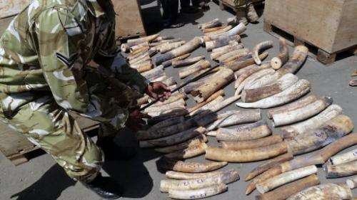Kenya Wildlife Service rangers supervise the counting of the ivory tusks at Mombasa Port on August 21, 2013