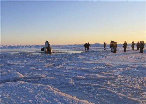 Killer whales trapped in Quebec sea ice