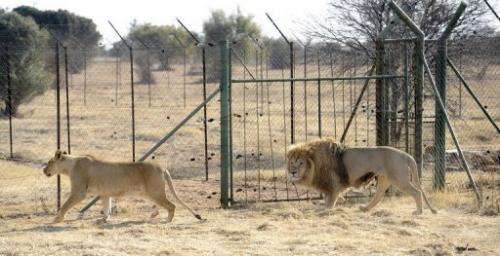 Lions bred for commercial use pictured August 3, 2012 at Bona Bona Game Lodge in Wolmaransstad, southeast of Johannesburg