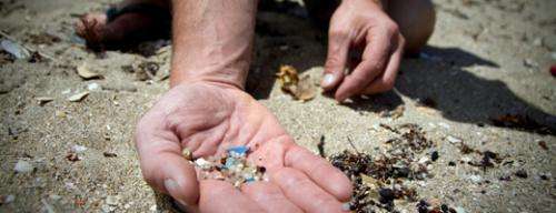 Microplastic pollution confirmed to be a threat to marine biodiversity