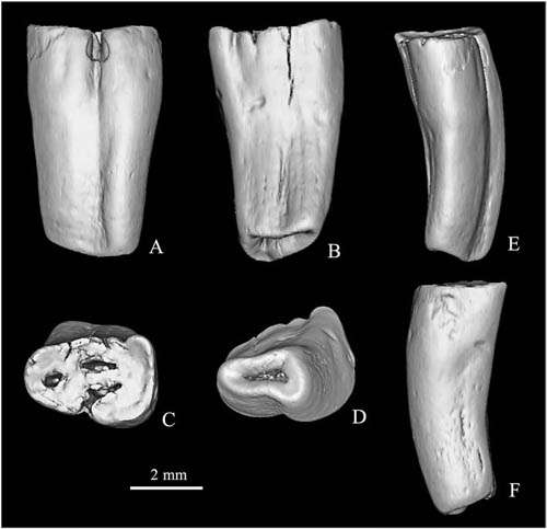 New species of mylagaulids (rodentia) found from the Miocene of northern Junggar Basin, China