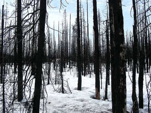New study finds charred forests increase snowmelt rate