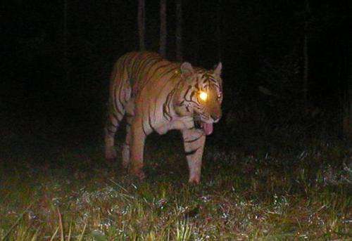 New study reveals scale of persistent illegal tiger trade