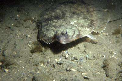 New study shows inbreeding in winter flounder in Long Island's bays