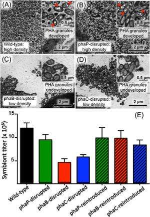 Novel biological function of polyester in insect-bacterium symbiosis