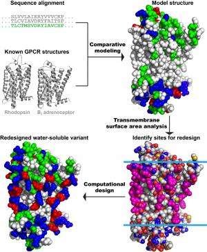 Penn Researchers design variant of main painkiller receptor