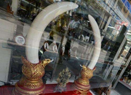 People walk past ivory tusks on display at an antique and ivory store in Bangkok on February 28, 2013