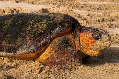 Scientists found evidence why female loggerhead sea turtles always return to their place of birth