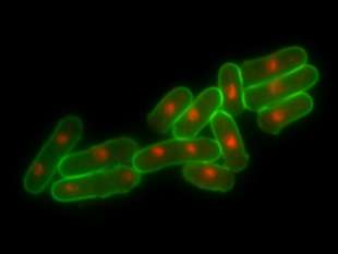 Scientists unlock secrets of cell reproduction