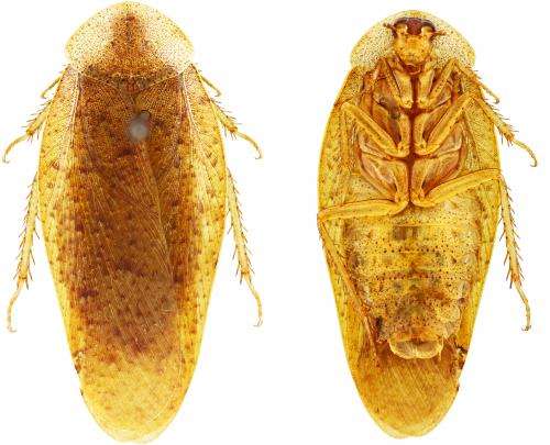 The giant cockroach genus Pseudophoraspis expands to the north with three new species