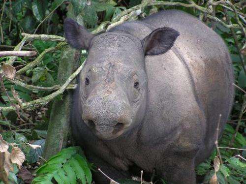 Undated photo received from World Wildlife Fund Indonesia on September 22, 2013 shows a critically endangered Sumatran rhino