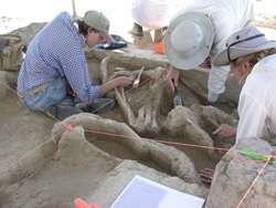 Researchers search for link between mammoth bones, early hunters