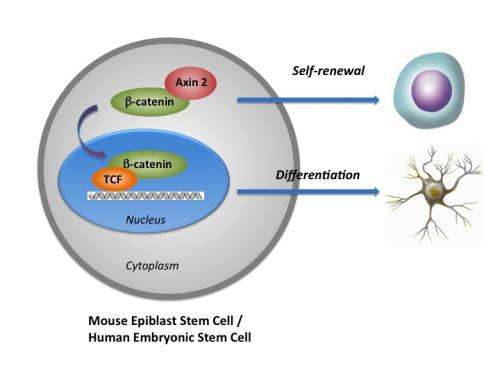 Study reveals how to better master stem cells' fate