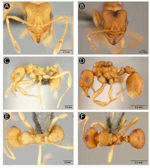 Scientists find new ghost ant genus and species: Discovery sheds light on origins of agriculture