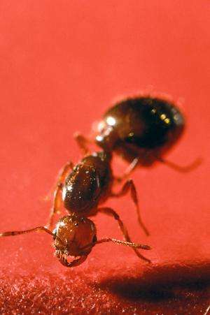 Researchers study fire ant venom as natural fungicide