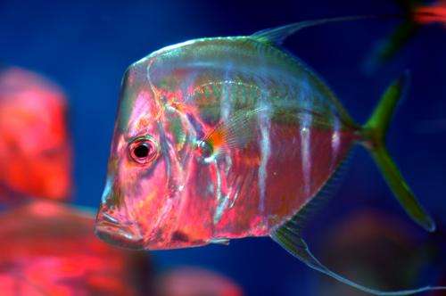 Researchers discover a new way fish camouflage themselves in the ocean