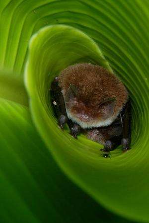 Researchers find bats use curled leaves for sound amplification