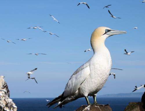 Gannets don't eat off each other's plates, researchers show