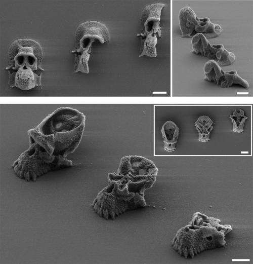 3-D printed microscopic cages confine bacteria in tiny zoos for the study of infections