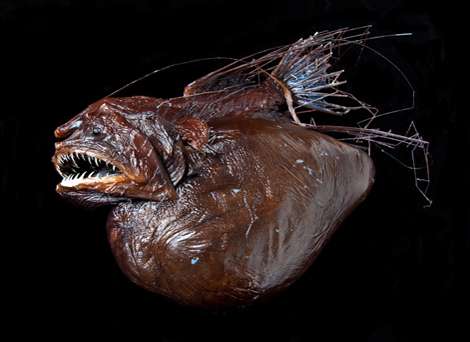 3-D scans reveal deep-sea anglerfish's huge final meal (w/ Video)