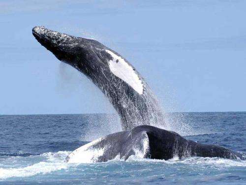 Researchers track singing humpback whales on a Northwest Atlantic feeding ground
