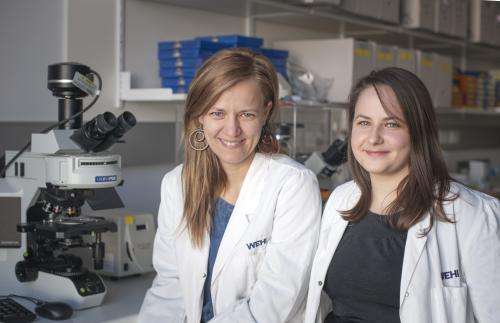 Research reveals cancer-suppressing protein 'multitasks'