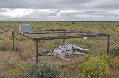 Scientists cage dead zebras in Africa to understand the spread of anthrax