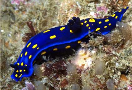 University of California's unofficial favorite sea slug poised to make a comeback