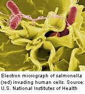 Antibiotic resistance ups &amp;lt;i&amp;gt;Salmonella&amp;lt;/i&amp;gt; hospitalizations