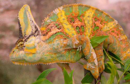 ASU researchers discover chameleons use colorful language to communicate
