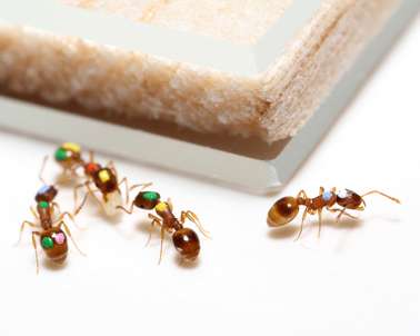 ASU scientists discover that ants, like humans, can change their priorities