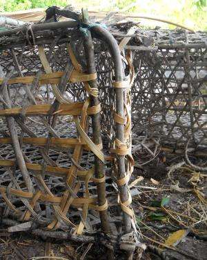 Building a better fish trap: WCS reduces fish bycatch with escape gaps in Africa