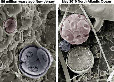 Climate change clues from tiny marine algae -- ancient and modern