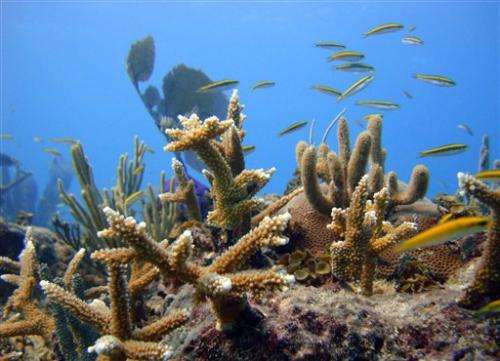 Coral comeback: Reef 'seeding' in the Caribbean