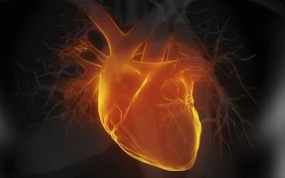 Getting to the heart of genetic cardiac defects