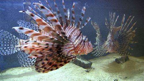 Lionfish beyond reach of divers worry researchers