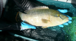 Mānoa: Scientists develop new method of estimating fish movements underwater