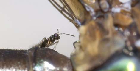Newly discovered wasp is a parasitic piggyback