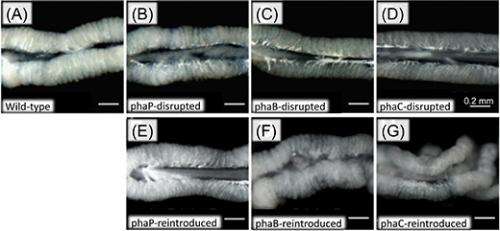 Novel biological function of polyester in insect-bacterium symbiosis