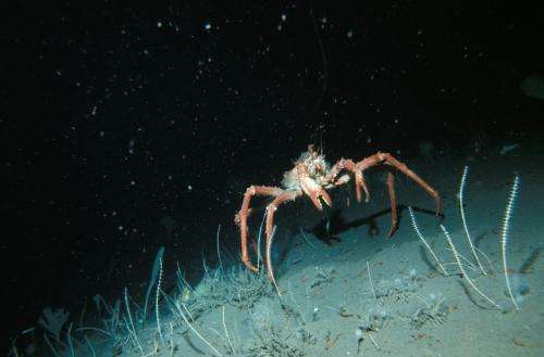 [press release] Evidence suggests Antarctic crabs could be native