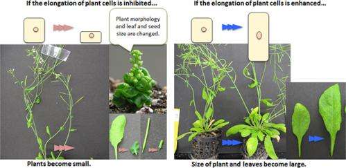 Researchers examine mechanism determining plant height and leaf and seed size