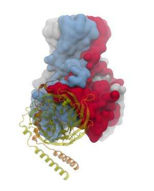 Researchers gain insight into how ion channels control heart and brain electrical activity
