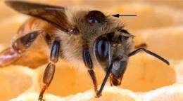 Researchers preparing bee semen bank