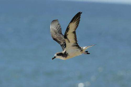Scientists find impact of open-ocean industrial fishing within centuries of bird bones