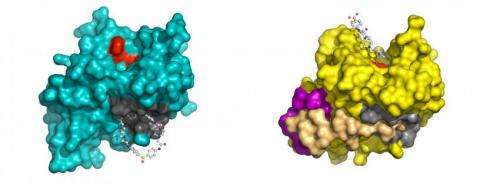 Scientists identify promising antiviral compounds