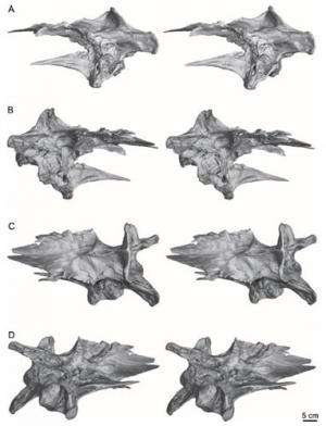 Scientists reveal the braincase anatomy of the late Cretaceous tyrannosaurid Alioramus