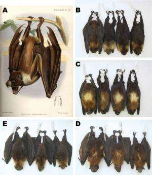 Scientists shine light on world's least-studied bat